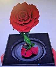 Lovappy Preserved Rose in Glass Dome Eternal Enchanted Forever