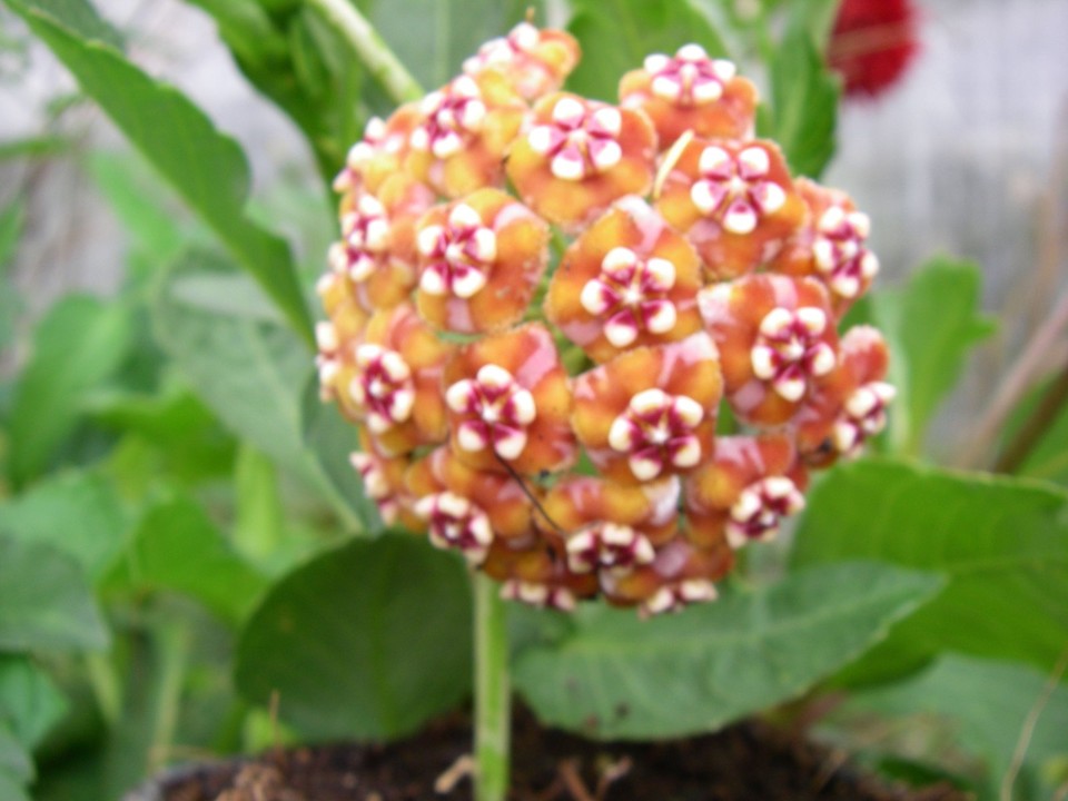 Hoya Meliflua
