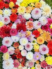 5 Pack Of Dahlia Tubers