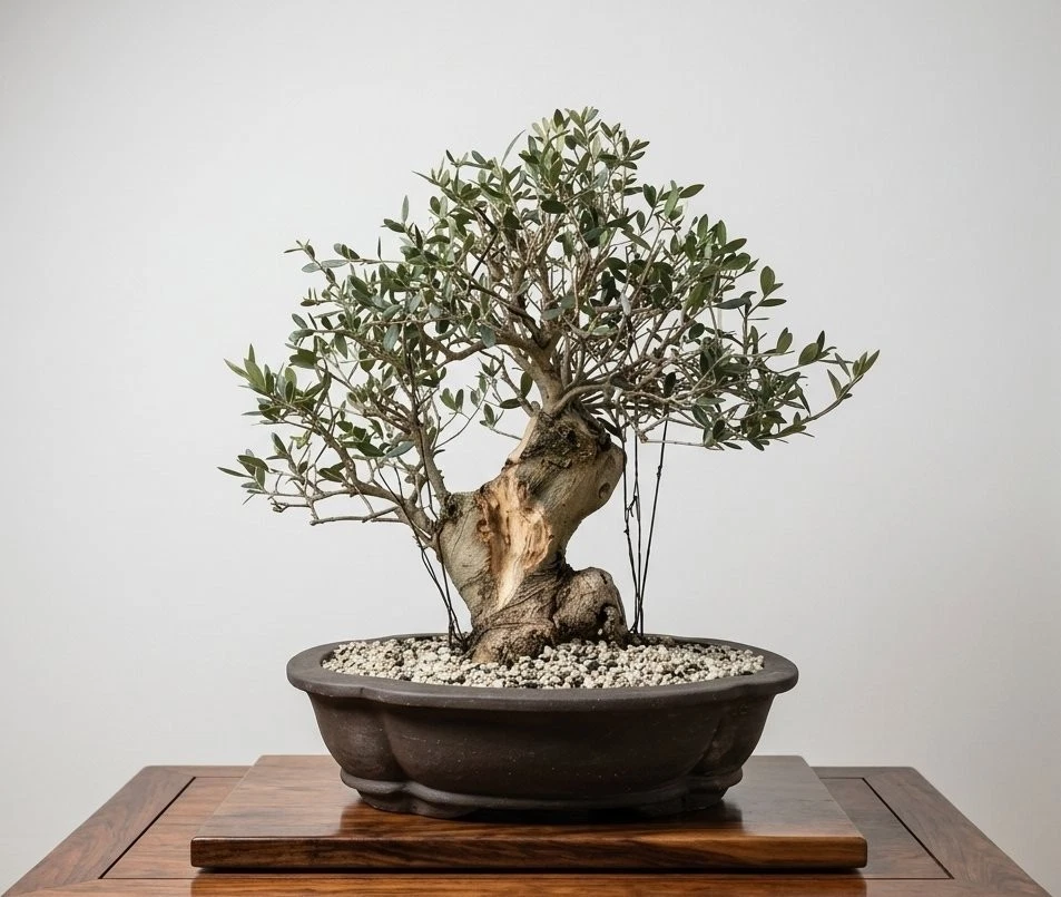 Bonsai olivo | Acquisti Online su eBay