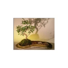 Chinese Elm Bonsai Tree On Rock Slab 12"H Indoor Ulmus Parvifolia Evergreen Tree