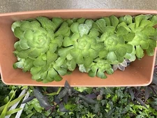 On Sale 2 Extra Large size Healthy Green Aeonium Succulent Rosettes plants