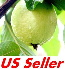 Weeping Forsythia Seed Seeds Forsythia Suspensa Fructus Forsythiae Plant E010 For Sale Online Ebay