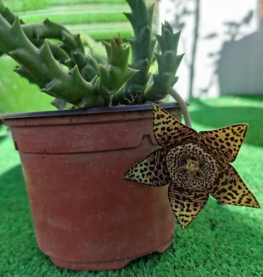STAPELIA VARIEGATA/ORBEA VARIEGATA Étoile de Mer /Plante Racinée En Godet - Photo 1/4