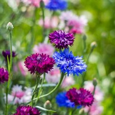 Bachelor Button Flowers - Seeds - Organic - Non Gmo - Heirloom Seeds