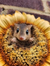 Harvest Mouse In Sunflower Hanging Garden Animals Ornament Mice Gifts Rodents 