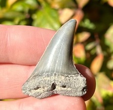 Fossil Mako Sharks Tooth 1.5” NICE South Carolina Megalodon Age