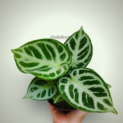 Anthurium Dorayaki Hybrid Ornamental Plant