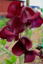 50+ Monty Don Sweet Pea Seeds for Garden Planting - USA - FREE SHIPPING!