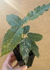 FICUS ASPERA (VARIEGATED CLOWN FIG) In 4” Pot