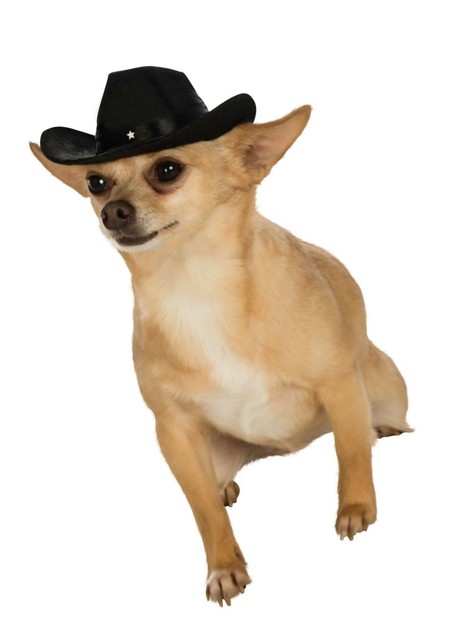 dog cowgirl hat
