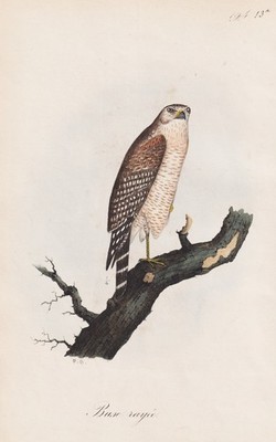 Buse rayee buzzard buzzards bird birds ornithology lithograph Dubois 1868