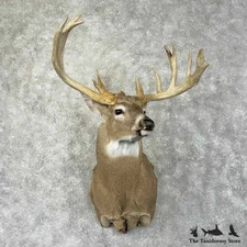 #31493 EL | Whitetail Deer Taxidermy Shoulder Mount For Sale