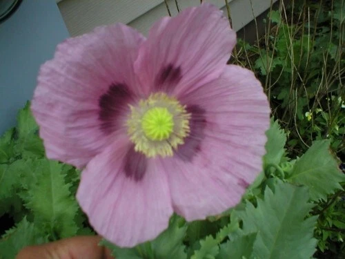 Super Mega Mix Poppy Flower Seeds 1000 plus - Image 4 of 4