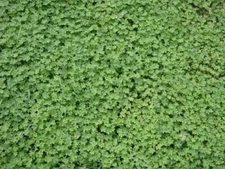 Micro Clover Grass Seeds (Pipolina)