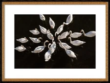 Romantic Swans in a Lake by Manon