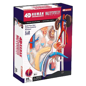 Male-Reproductive-and-Urinary-System-4D-1-2-Scale-Model-with-25-parts