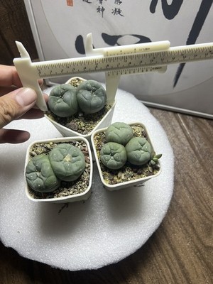 3pc 4-6cm  LF Clustering Multi-head Cactus, Succulent PlantWYSIWYG