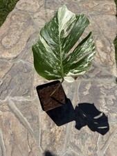 Variegated Monstera Albo - high Variegation