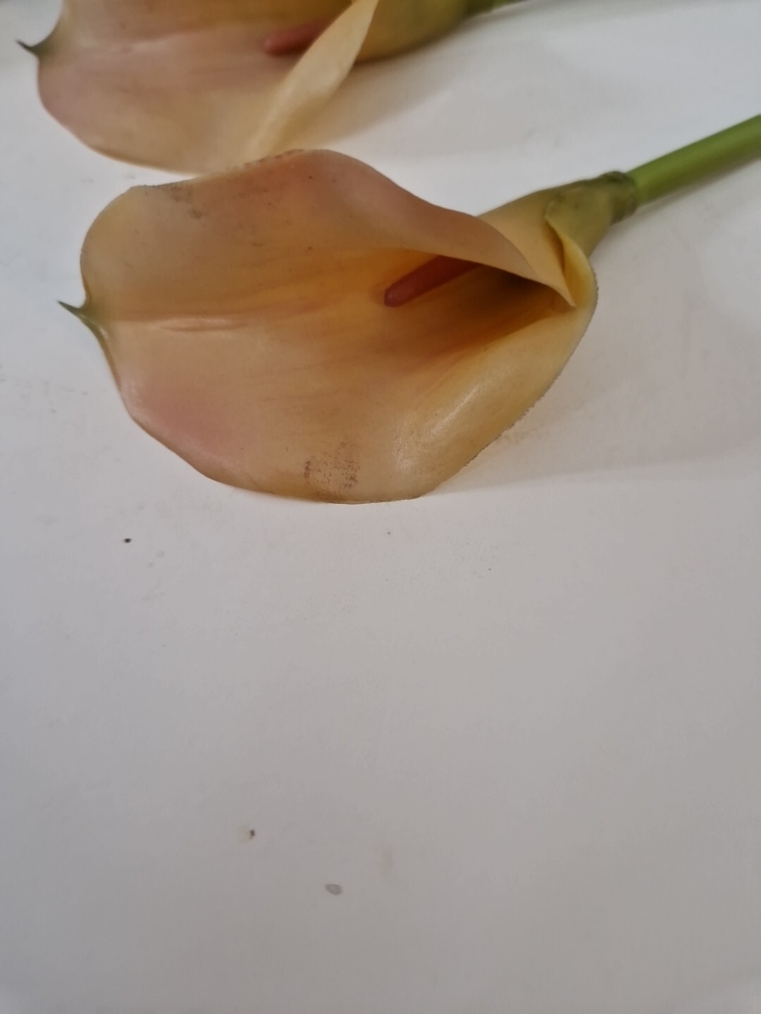 Picture 4 of 6