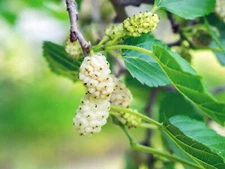 50+ White Mulberry Tree Seeds | Sweet Edible Fruit, USA Seller Free Shipping #48