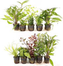 Assorted Live Freshwater Aquarium Plants - 10 Potted for Beginners