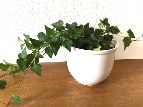 Zimmerefeu Efeu "Hedera helix" grün Schlafzimmer Grünpflanze Büro