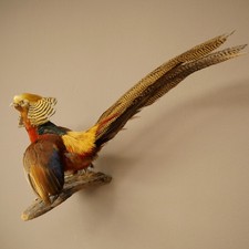 Goldfasan Vogel halboffene Schwingen Präparat präpariert Tierpräparat 90.4.52
