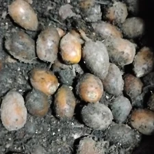 Brown Tree Seeds for Planting