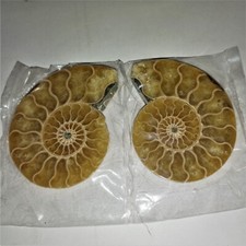 1a Cleonieras Paar Poliert Ammonit Madagaskar Ammoniten 6,5cm Fossil Spirale NrW