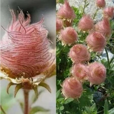 55+ GEUM PRAIRE SMOKE / CHERRY DROP / DEER RESISTANT PERENNIAL FLOWER SEEDS