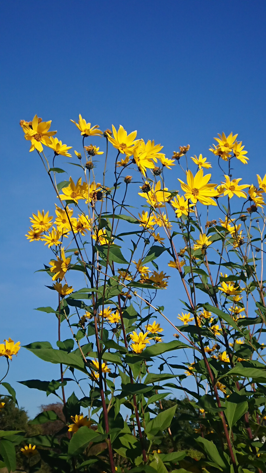 Topinambur Knollen x5 "Topinambur" Sonnen Blume Essbar superfood