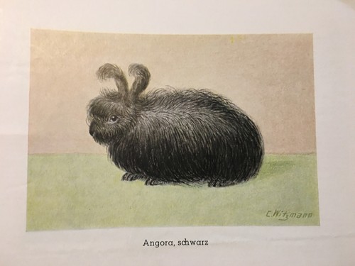 Geschenkidee für Kaninchenzüchter - alte Kunstdrucke gerahmt - kleine Rassen - Picture 9 of 17