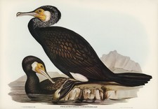 John Gould Aves de Australia Litografía Ornitología Zoología Impresión Arte de Pared