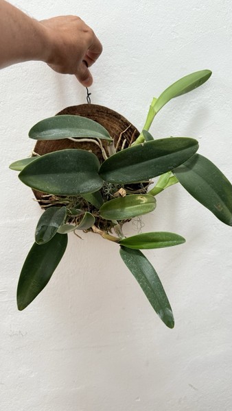orquideas Cattleya Híbrida En Galleta De Pino.