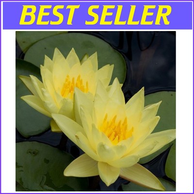 Hardy Live Yellow Water Lily   Pre-Grown Plants for Effortless Garden Elegance