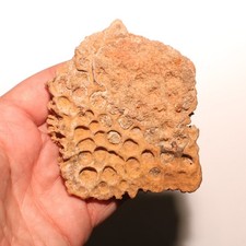 Ridged Crocodile Scute Plate Dinosaur Age Fossil Kem Kem Bed Morocco CRETACEOUS