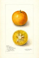 Citranges - Carnagie - 1905 - Fruit Illustration Magnet