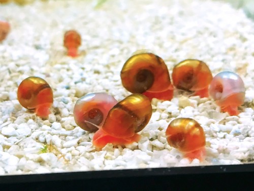 25+ PINK Ramshorn Snails - LIVE - Home Tank Raised - Free Shipping!!!
