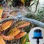 Indexbild 4 - Gardena Bewässerung Düse Einstellbarer Sprinkler 360-Grad-Obstbaum Bewässerung