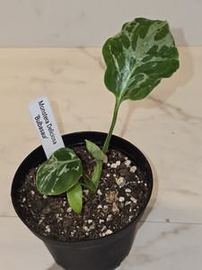 Monstera Deliciosa Mint | eBay