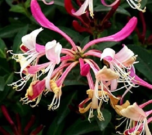 carnival plant Carnival of Venice Morning Glory Plant Seeds – SEEDTOPIA main image 0