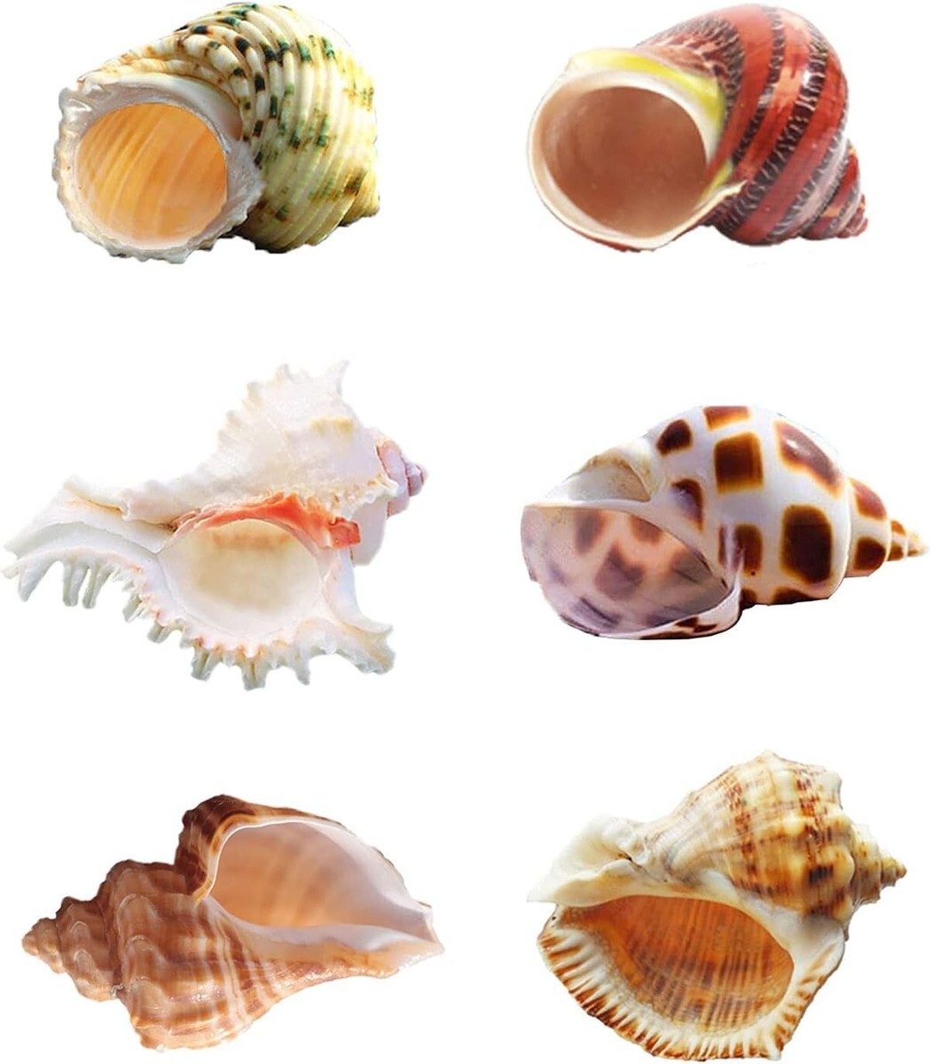 6 PCS Hermit Crab Shells Medium Large XLarge Growth Turbo