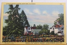 California CA Santa Rosa Luther Burbank Gardens Cedar Lebanon Postcard Old View
