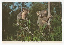 Postcard - Northern Koalas, San Diego Zoo - San Diego, California