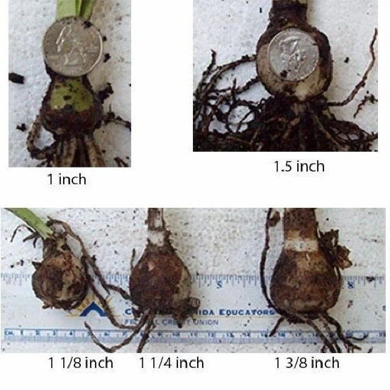 5 Mixed Variety Amaryllis HIPPEASTRUM Bulbs - Bulbets - Starter Bulbs - Image 2 of 2
