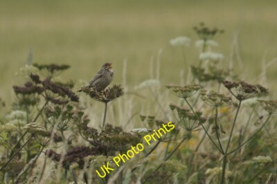 Photo 6x4 Corn Bunting (Emberiza calandra), Curlew Lane, Rufford Tarlscou c2015