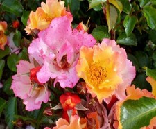 Rose Bee Proud PREMIUM Bush Rose in 1 Litre Pot Free Delivery