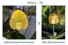 Paphiopedilum concolor forma tailandesa frasco hermano rara plántula de orquídea