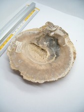 MADREPERLA PERLIFERA FOSSILE - conchiglia - bivalve -